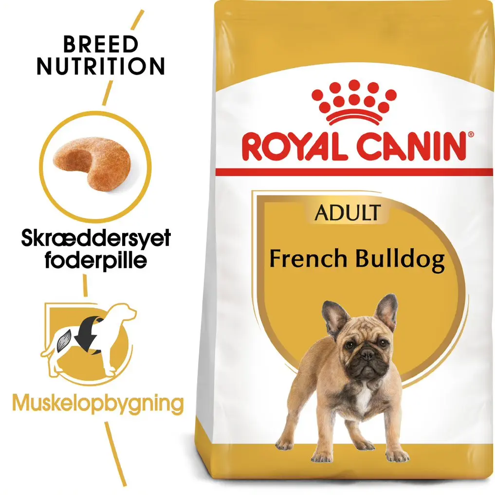 Adult Fransk Bulldog - Image 2