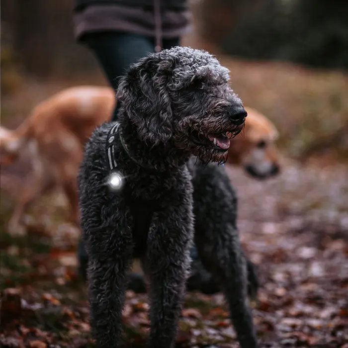 Dog Dual Lygte 48x30x24 mm hvid - Image 4