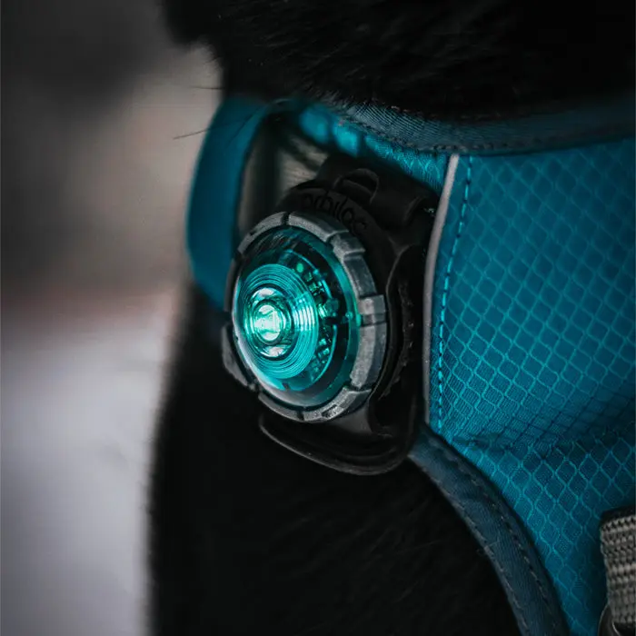 Dog Dual Lygte 48x30x24 mm turkis - Image 4