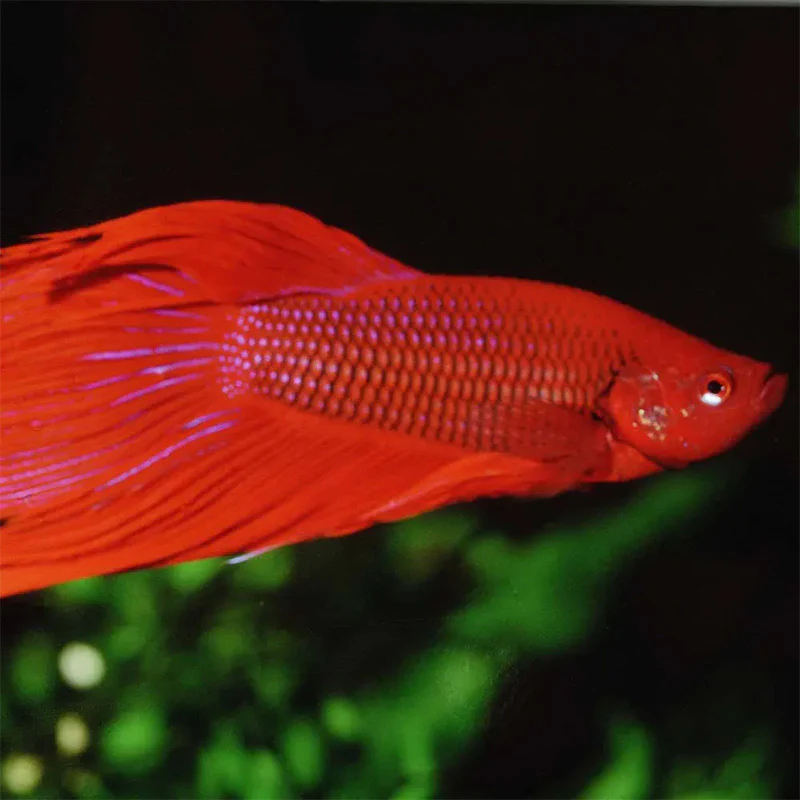 Pronovo Betta Flagers 100 ml - Image 4