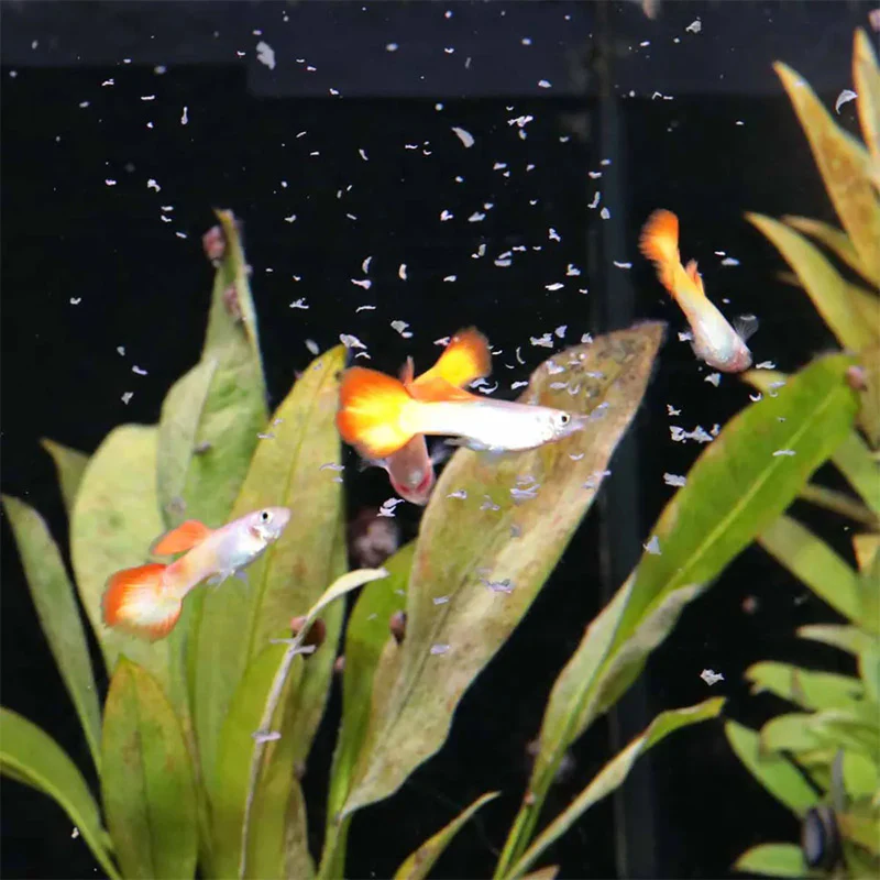 Pronovo Guppy Flager s 100 ml - Image 5