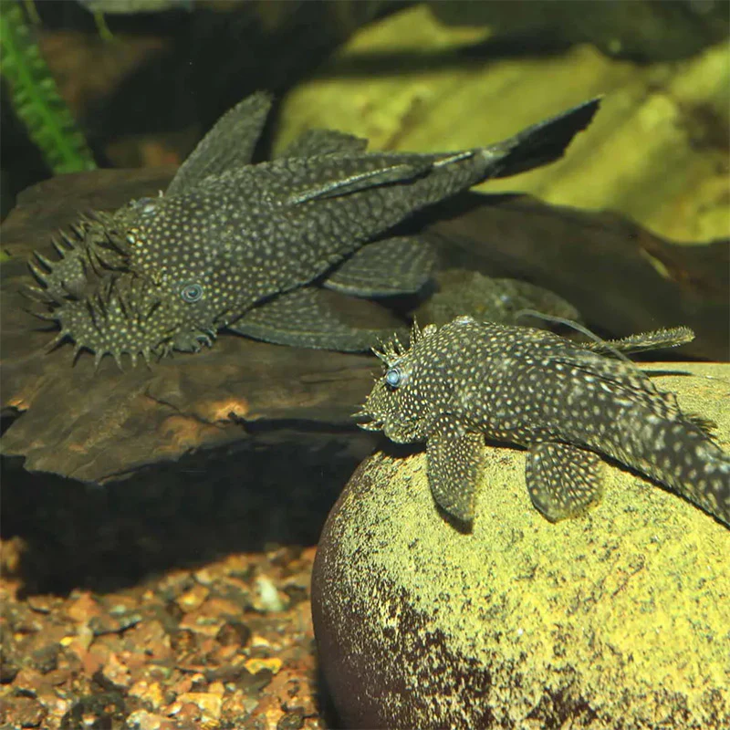 Pronovo Pleco skægfisk tabl. XL 250 ml - Image 5