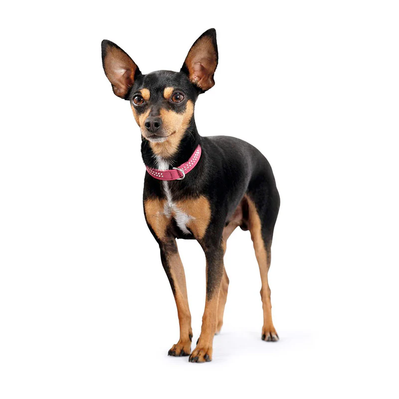 Læderhalsbånd Diamond Petit Pink - Image 10