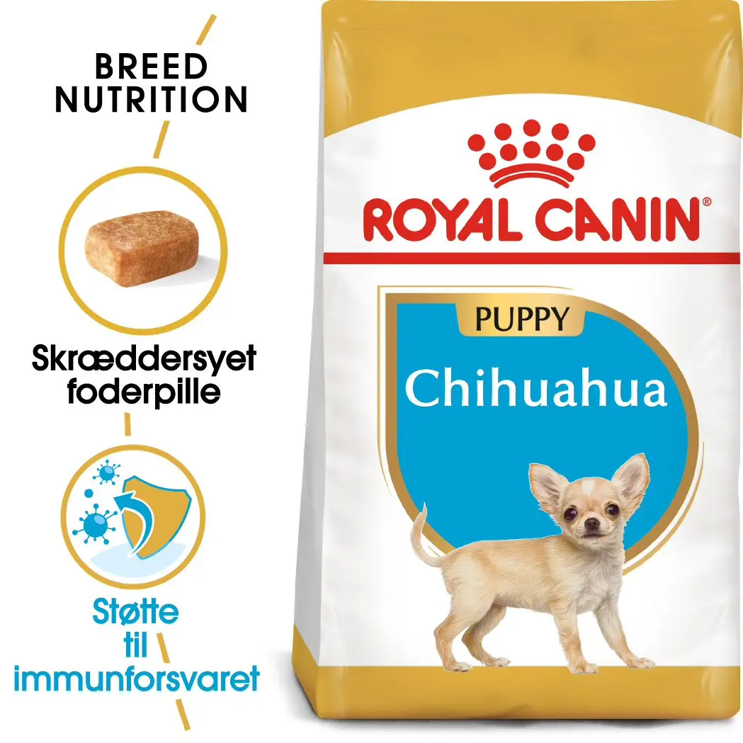 Puppy Chihuahua 1,5 kg - Image 2