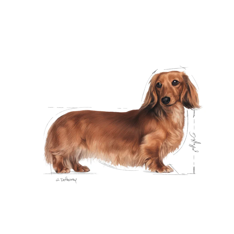 Adult, menuboks pouchGravhund 12x85 g - Image 5