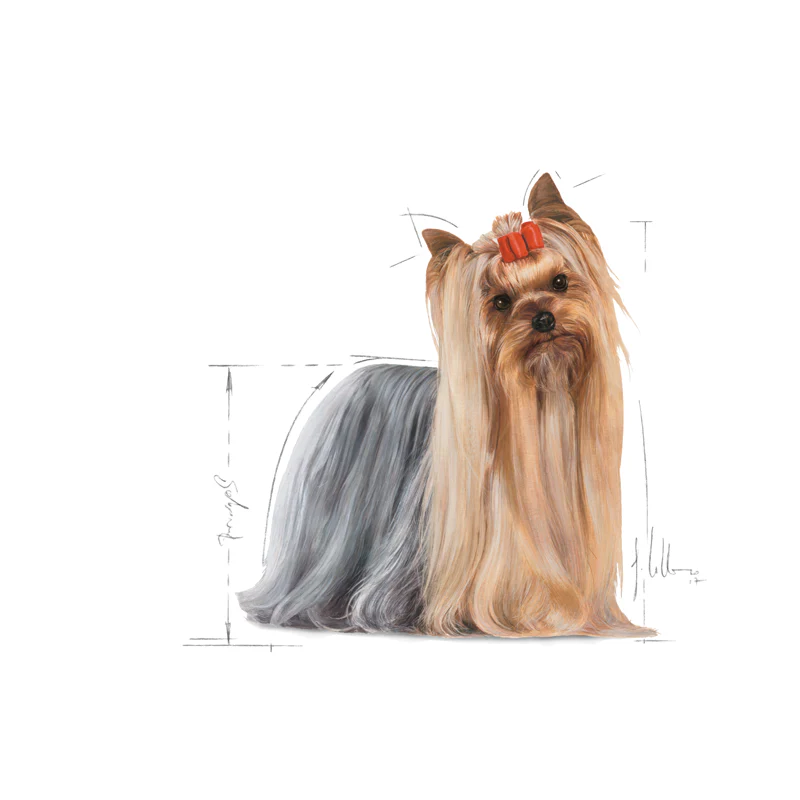 Adult, menuboks pouchYorkshire Terrier 12x85 g - Image 3