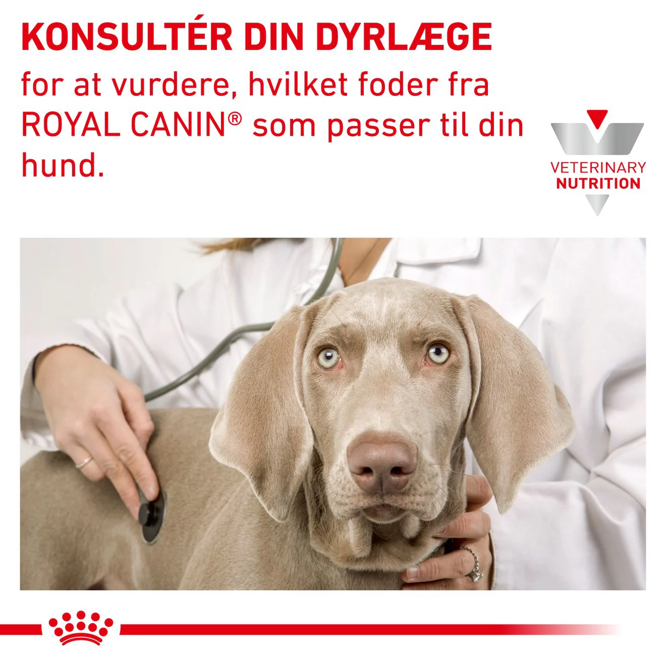 VHN Derma Skin Care Dog 11 kg - Image 6