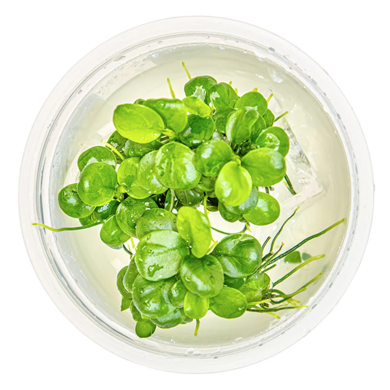 Anubias barteri 'Mini Coin' Nr.9 - Image 2