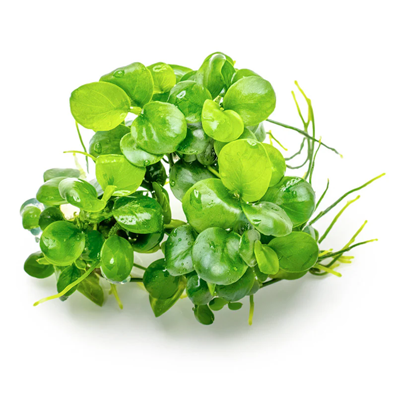 Anubias barteri 'Mini Coin' Nr.9 - Image 3
