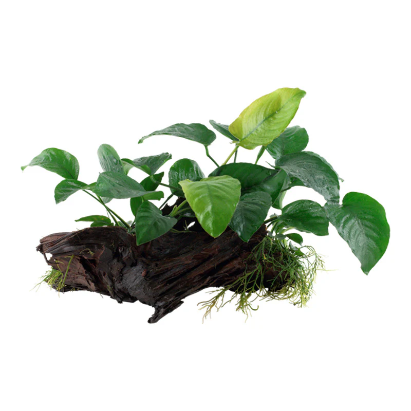 Anubias barteri sp. Nr.13 ca. 20-45 cm på rod XL - Image 2