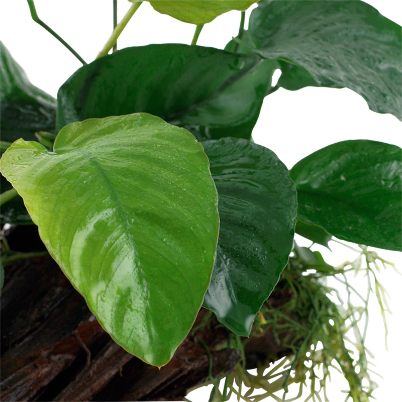 Anubias barteri sp. Nr.13 ca. 20-45 cm på rod XL - Image 3
