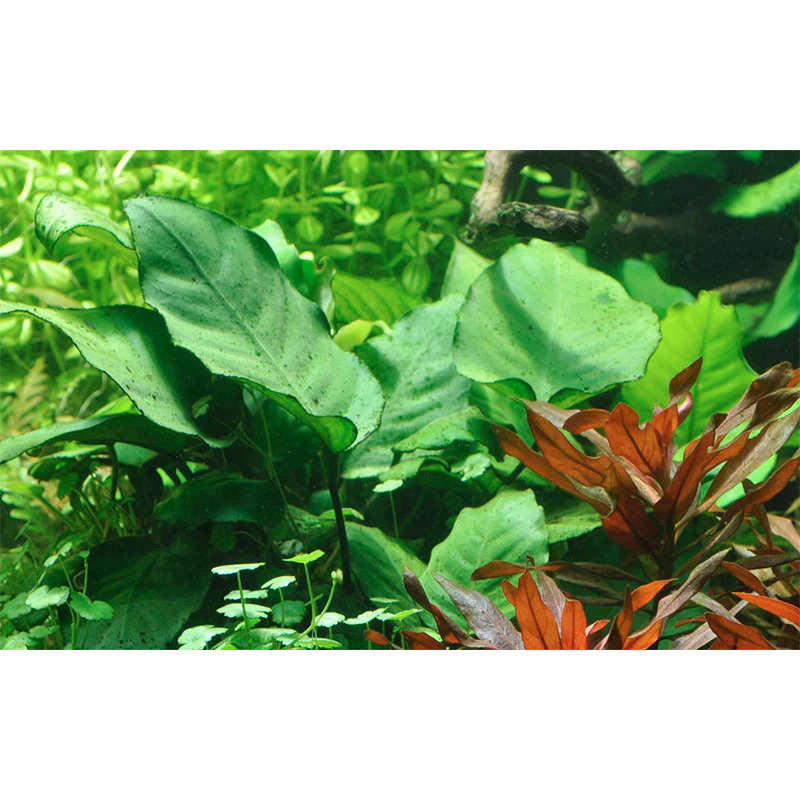 Anubias barteri sp. Nr.13 ca. 20-45 cm på rod XL - Image 4