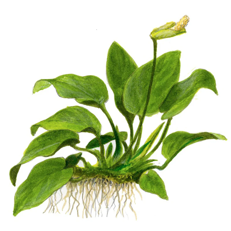 Anubias barteri sp. Nr.13 ca. 20-45 cm på rod XL - Image 5