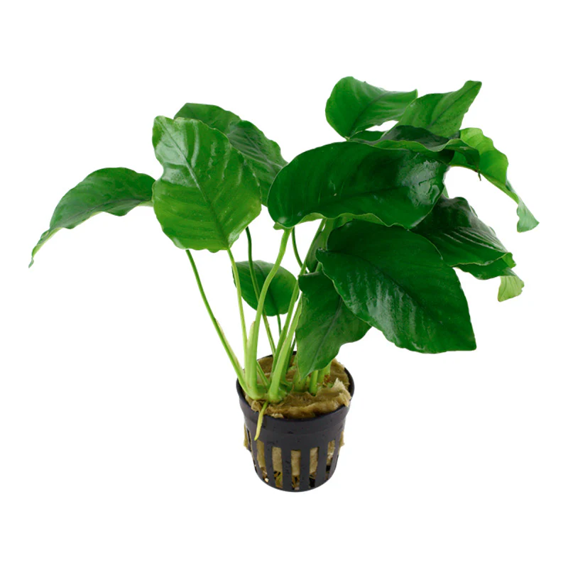 Anubias barteri var. Barteri Nr. 8 potte - Image 2