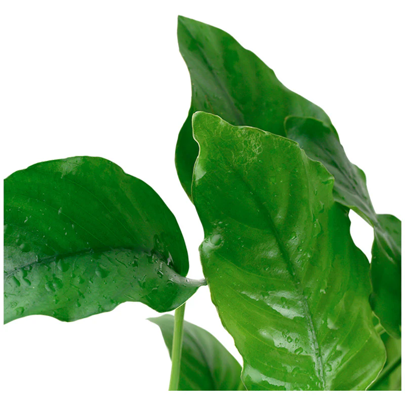 Anubias barteri var. Barteri Nr. 8 potte - Image 3