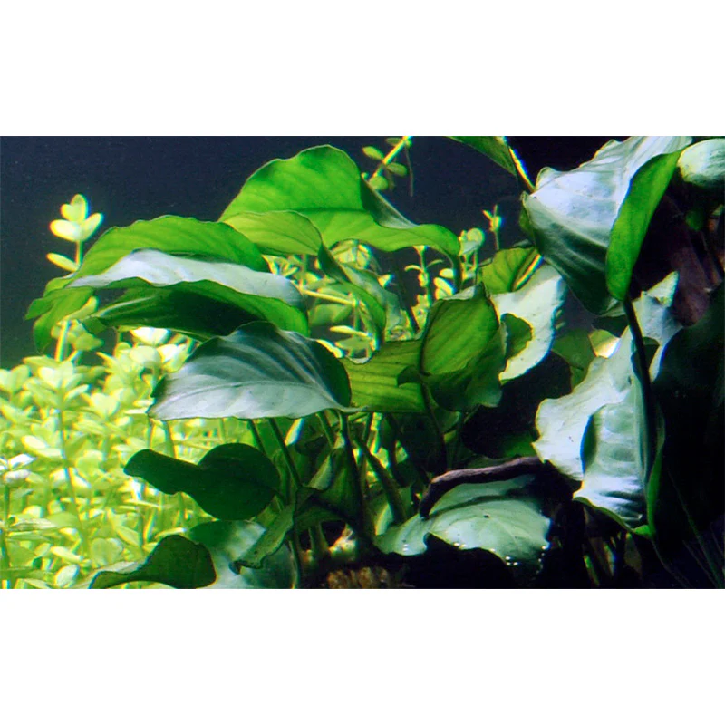 Anubias barteri var. Barteri Nr. 8 potte - Image 4