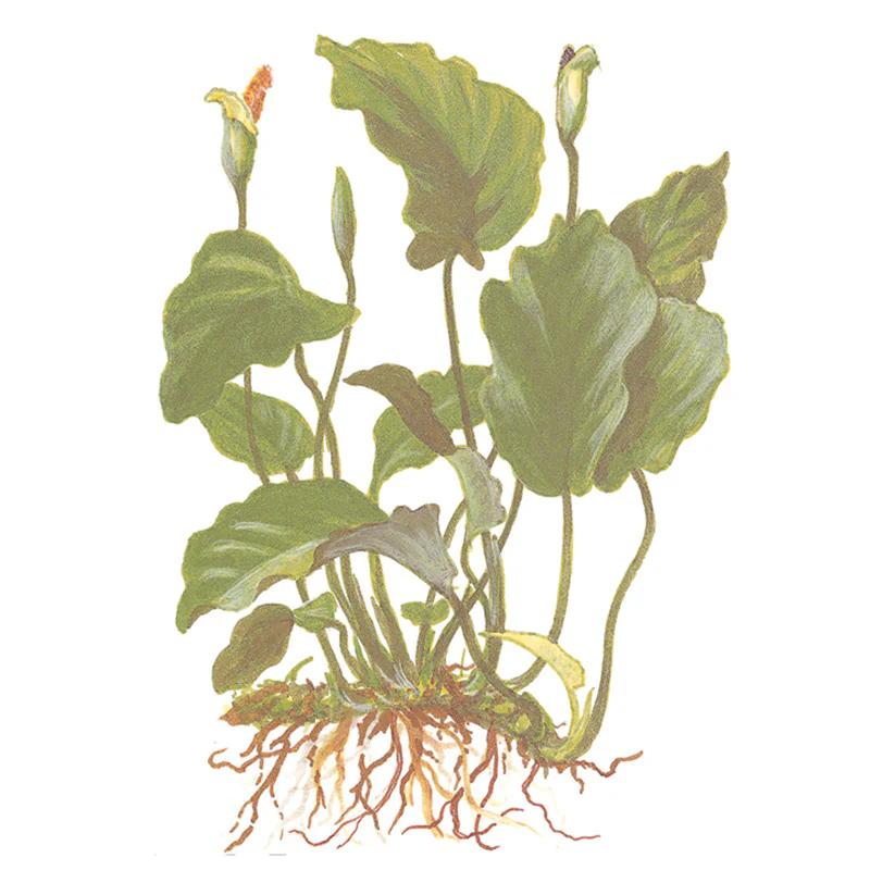 Anubias barteri var. Barteri Nr. 8 potte - Image 5