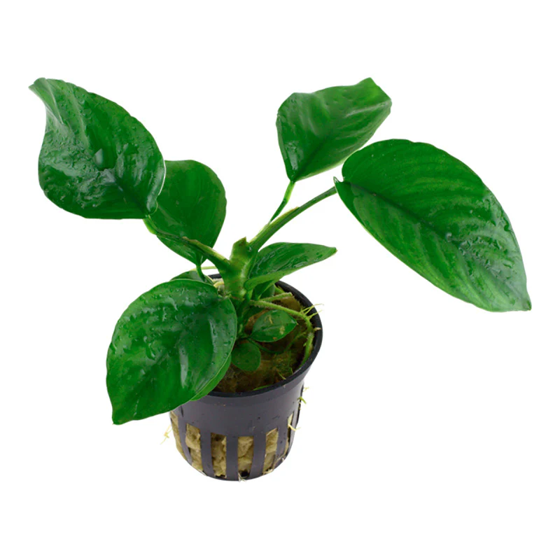 Anubias barteri var. Caladiifolia Nr.8potte - Image 2