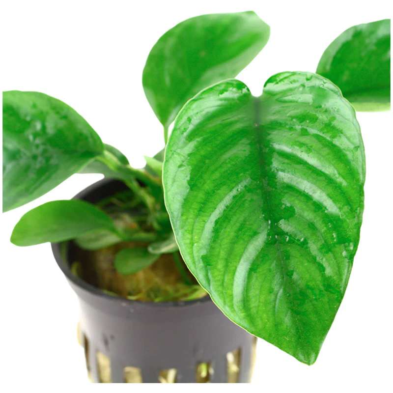 Anubias barteri var. Caladiifolia Nr.8potte - Image 3