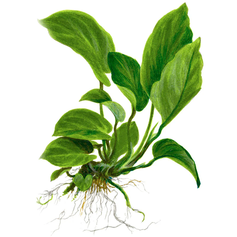 Anubias barteri var. Caladiifolia Nr.8potte - Image 5