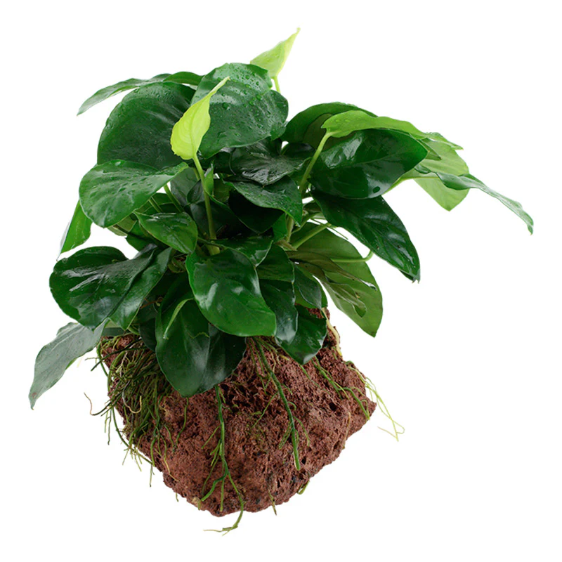 Anubias barteri var. Nana Nr.11 ca. 12-16 cm på lavasten - Image 2
