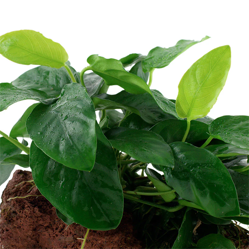 Anubias barteri var. Nana Nr.11 ca. 12-16 cm på lavasten - Image 3
