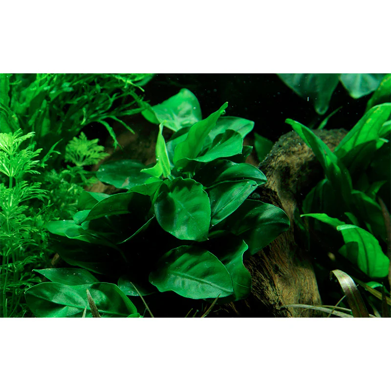 Anubias barteri var. Nana Nr.11 ca. 12-16 cm på lavasten - Image 4