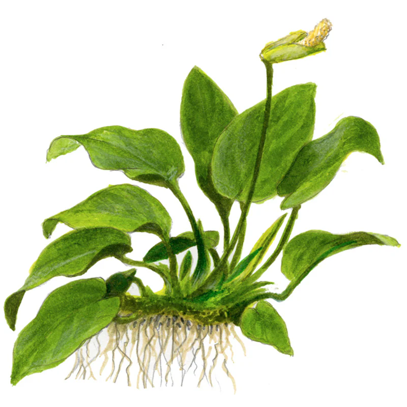 Anubias barteri var. Nana Nr.11 ca. 12-16 cm på lavasten - Image 5