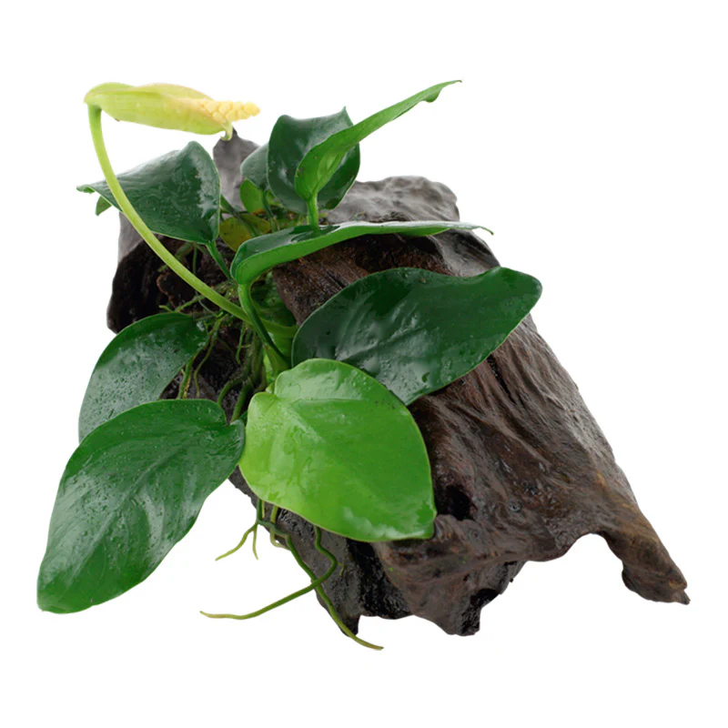 Anubias barteri var. Nana Nr.11 ca. 20-25 cm på rod - Image 2
