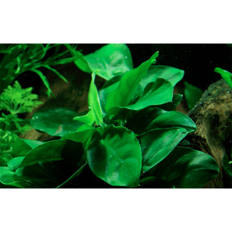 Anubias barteri var. Nana Nr.11 ca. 20-25 cm på rod - Image 3