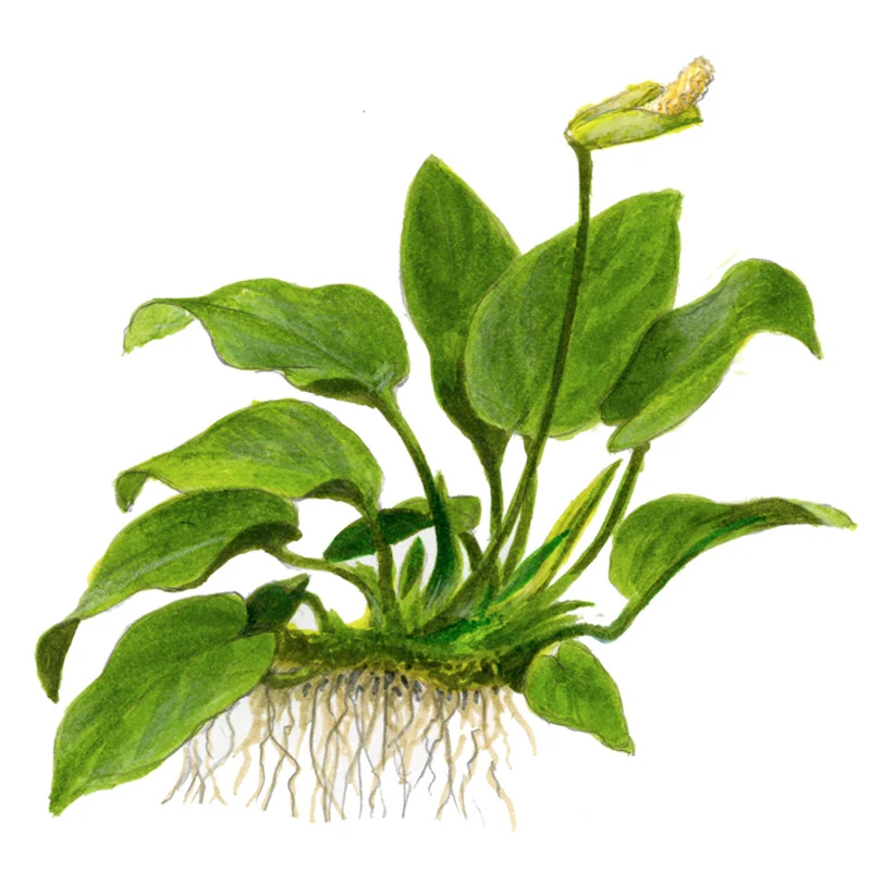 Anubias barteri var. Nana Nr.11 ca. 20-25 cm på rod - Image 4