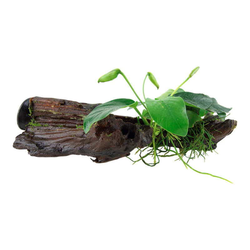 Anubias barteri var. Nana Nr.12 på rod m/sugekop - Image 2