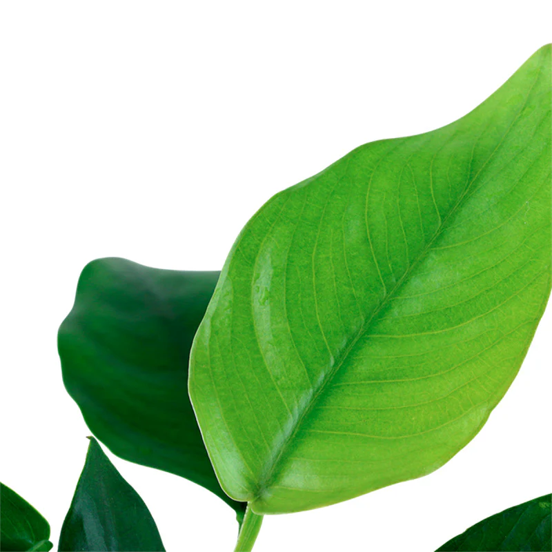 Anubias barteri var. Nana Nr.12 på rod m/sugekop - Image 3