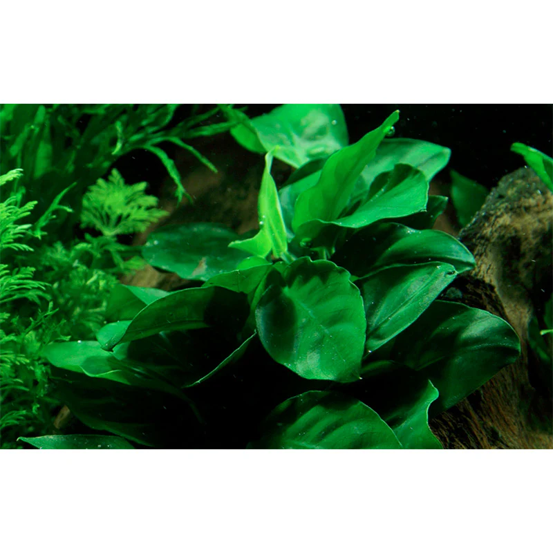Anubias barteri var. Nana Nr.12 på rod m/sugekop - Image 4