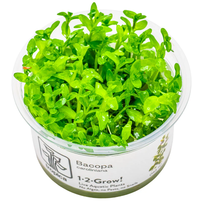 Bacopa caroliniana Nr.8
