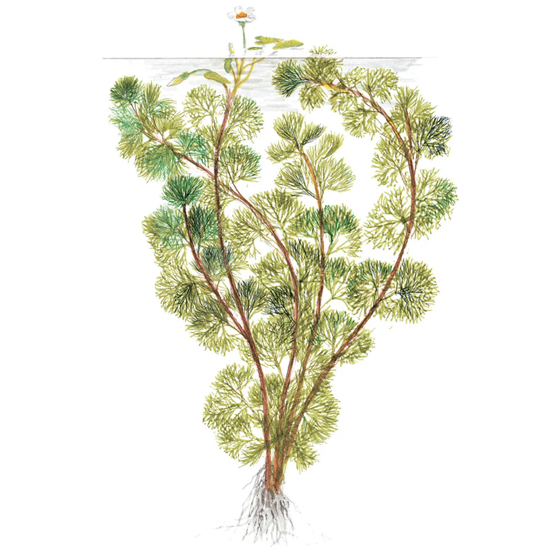 Cabomba aquatica Nr.3 bundtplante - Image 3