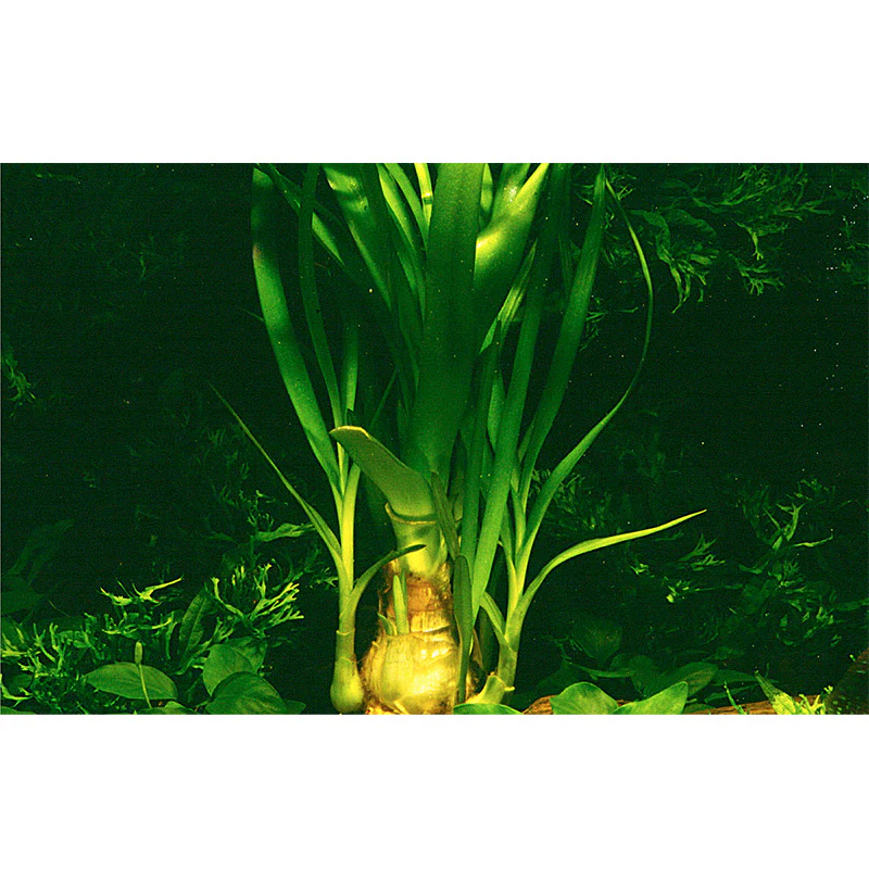 Crinum Thaianum Nr.9potte - Image 2