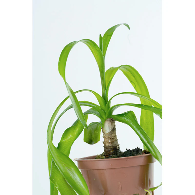 Crinum Thaianum Nr.9potte - Image 3