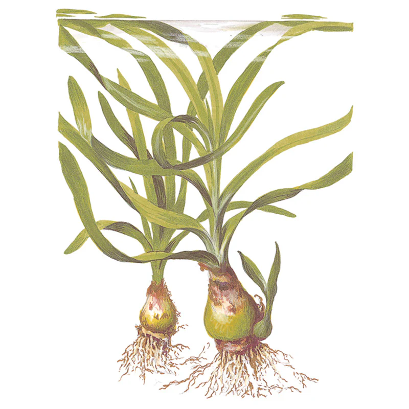 Crinum Thaianum Nr.9potte - Image 5