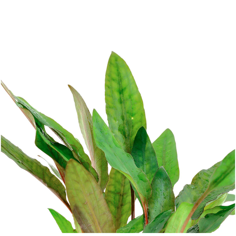 Cryptocoryne beckettii 'Petchii' Nr.7 potte - Image 2