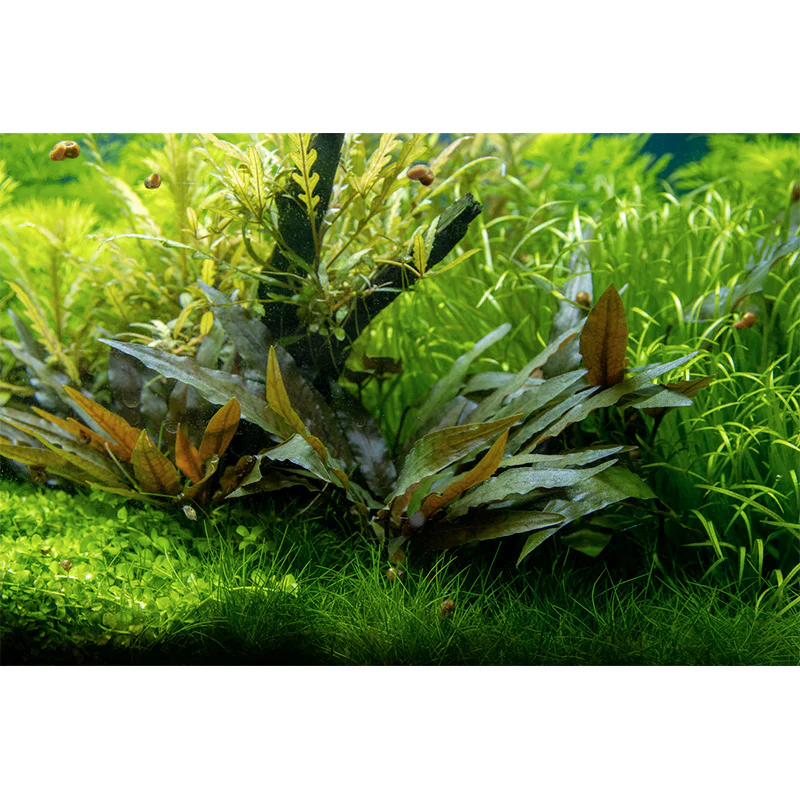 Cryptocoryne beckettii 'Petchii' Nr.7 potte - Image 3