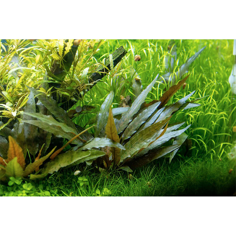 Cryptocoryne beckettii 'Petchii' Nr.7 potte - Image 4