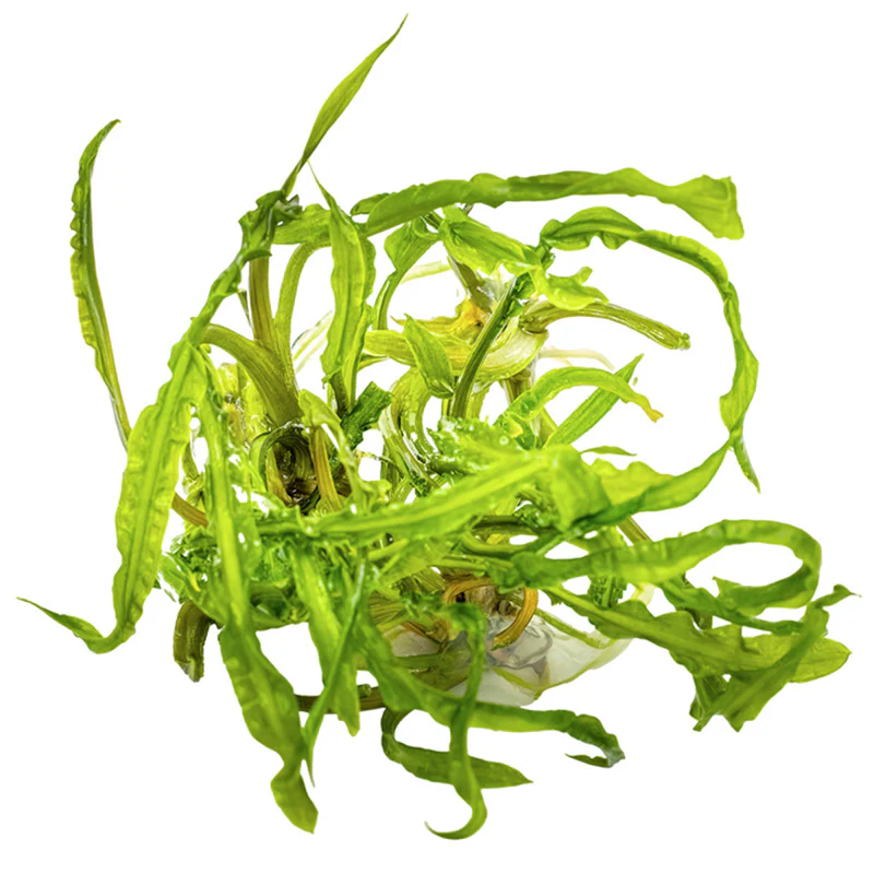 Cryptocoryne crispatula Nr.8 1-2-Grow! ca. 20-60 cm - Image 2