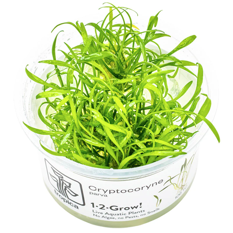 Cryptocoryne parva Nr.8 1-2 Grow! ca. 5-10 cm