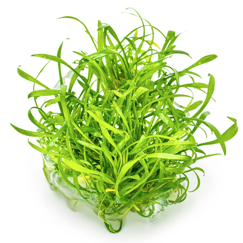 Cryptocoryne parva Nr.8 1-2 Grow! ca. 5-10 cm - Image 2