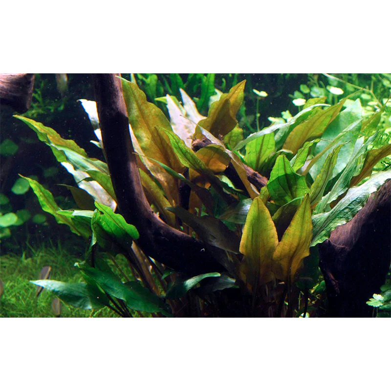 Cryptocoryne undulata 'Broad Leaf' Nr.7 ca. 15-25 cm - Image 3
