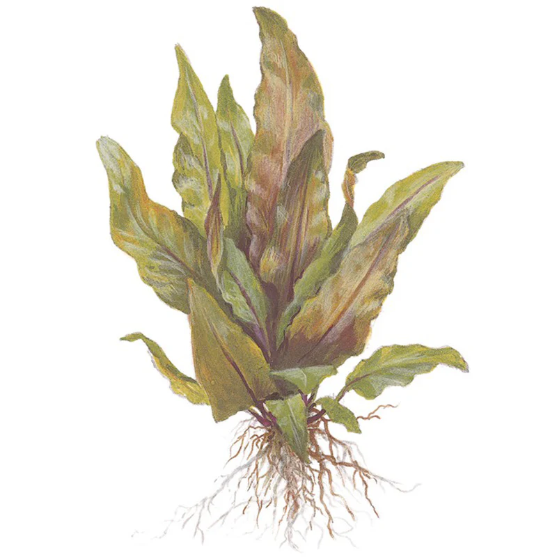 Cryptocoryne undulata 'Broad Leaf' Nr.7 ca. 15-25 cm - Image 4