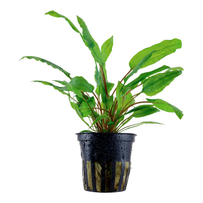 Cryptocoryne wendtii 'Green' Nr.7 ca. 5-10 cm potte