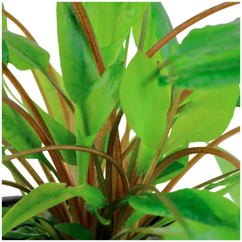 Cryptocoryne wendtii 'Green' Nr.7 ca. 5-10 cm potte - Image 2