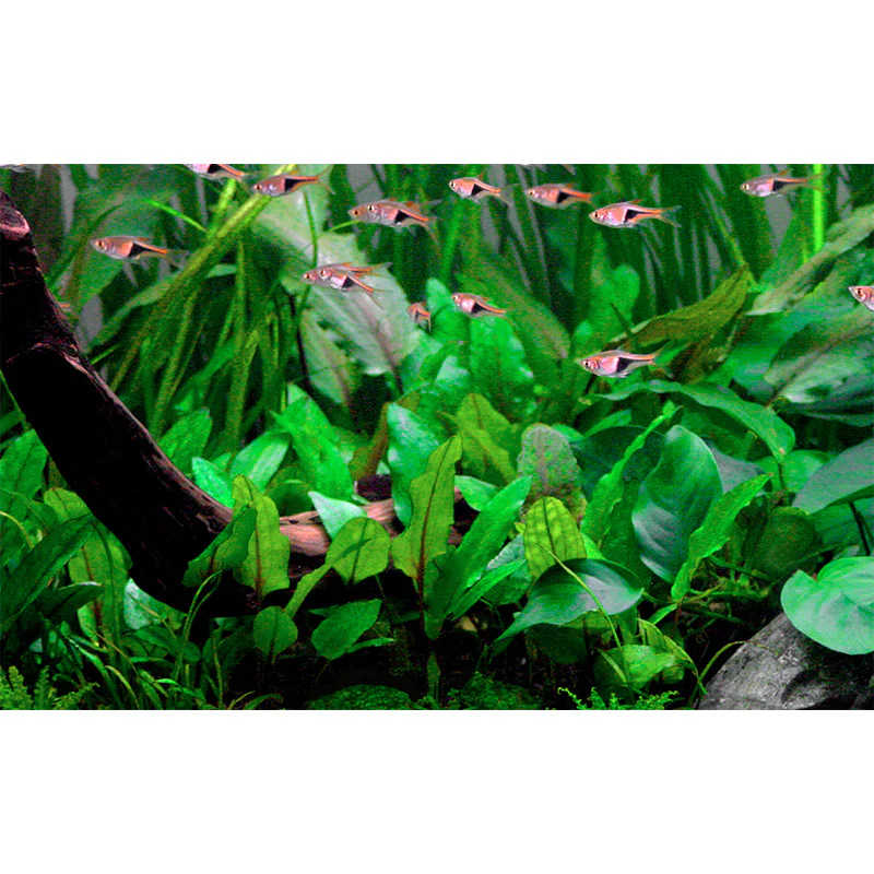Cryptocoryne wendtii 'Green' Nr.7 ca. 5-10 cm potte - Image 4